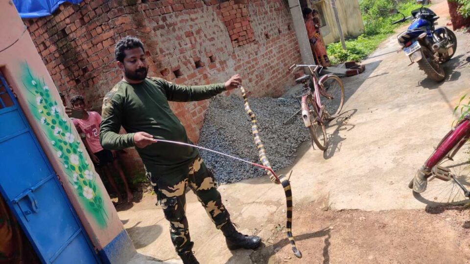 Seraikella News: 8 फीट लंबे बेंडेड करैत सांप को कुए से रेस्क्यू कर स्नेक कैचर राजा बारिक ने छोड़ा जंगल में।