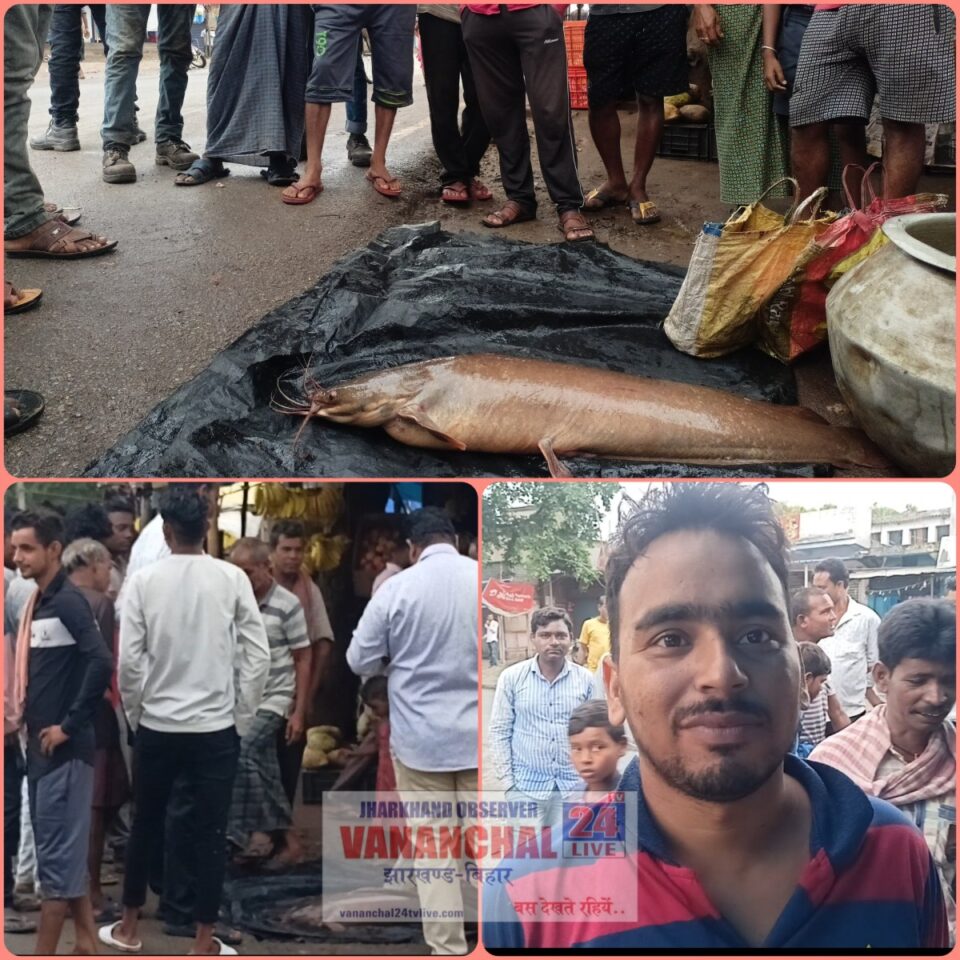 RAJNAGAR NEWS : हेंसल बाजार में 3 फ़ीट लंबा और लगभग 12 किलो वजनी  मागुर मछली को देखने लोगों की उमड़ी भीड़।बना आकर्षण का केन्द्र।