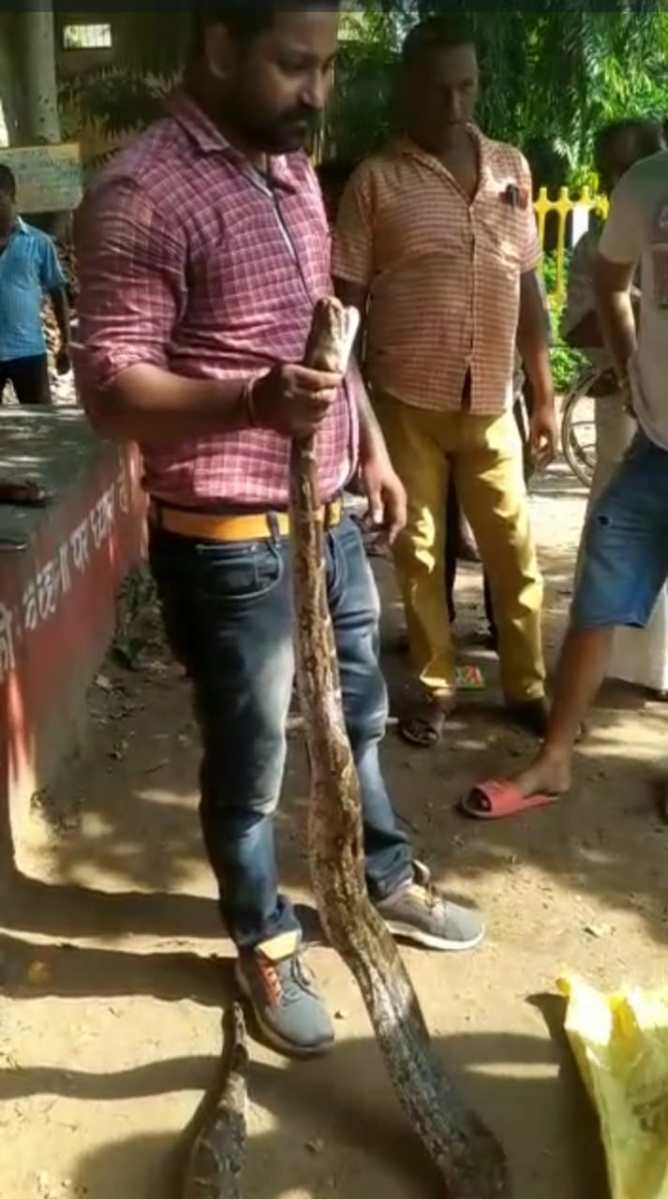 Saraikela News : विजयतरण गांव के एक गढ़िया से स्नेक कैचर राजा बारिक ने 13 फीट लंबे अजगर को किया रेस्क्यू……