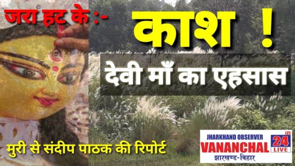 Muri News : काश के फूलों की अठखेलियां… | Vananchal 24TV Live