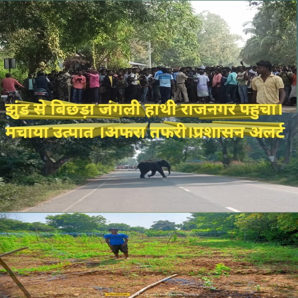 RAJNAGAR BREKING :झुंड से बिछड़ा जंगली हाथी राजनगर पहुचा।मचाया उत्पात।उमड़ी भीड़।वन विभाग और प्रशासन के लिए बनी चुनौती।
