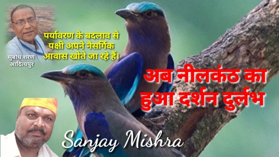 Saraikela News : गिद्ध के बाद अब नीलकंठ पक्षी भी हुआ दर्शन दुर्लभ……