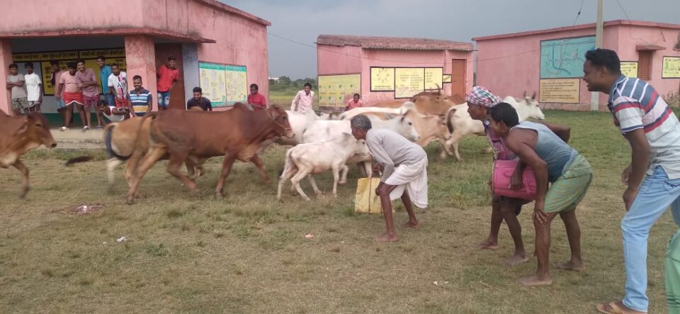 SARAIKELA NEWS : महान प्रकृति पर्व बांदना पर दिखा सूर्य ग्रहण का असर; कहीं हुई गठ पूजा; तो कई क्षेत्रों में नहीं…