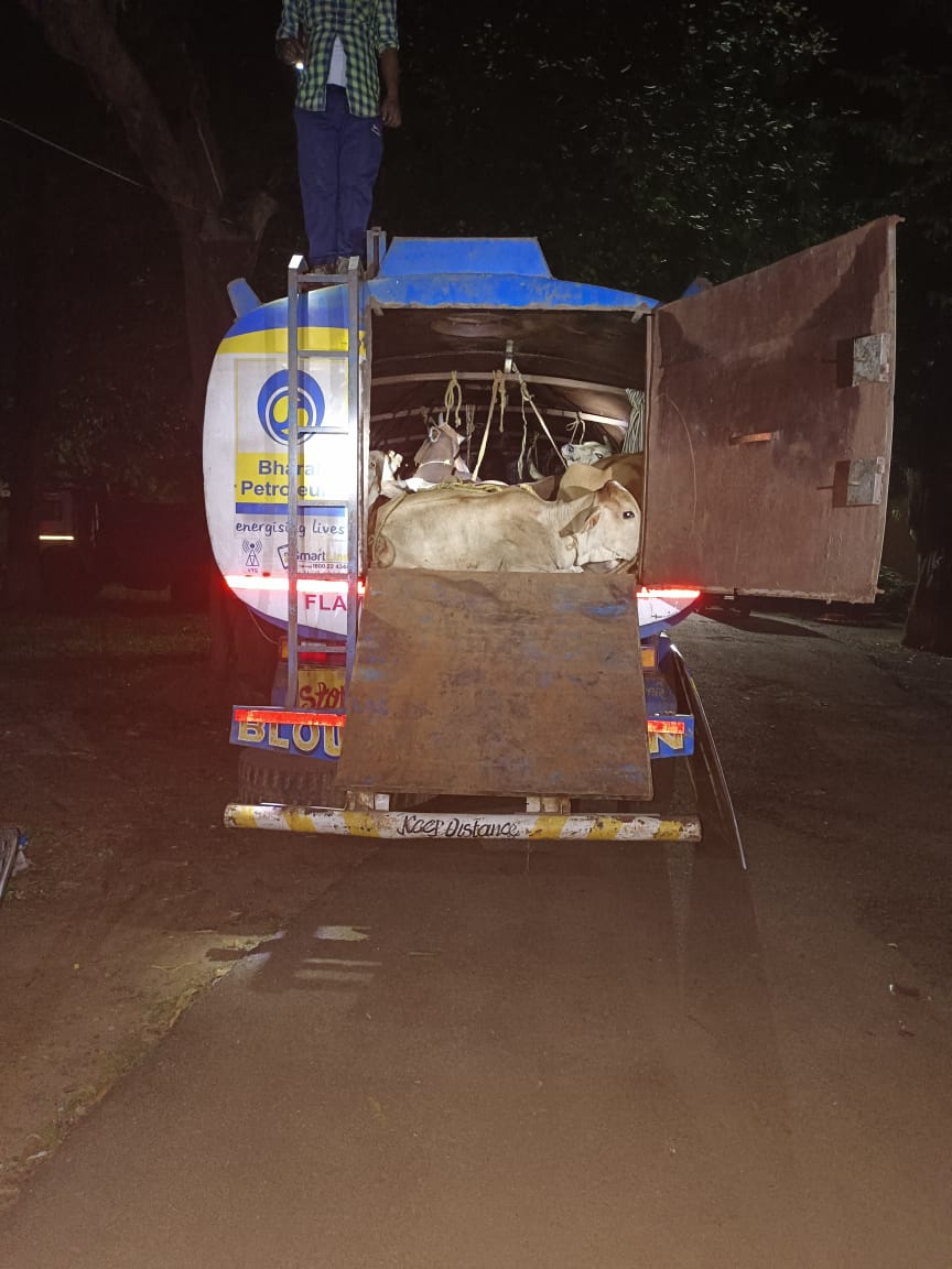 Jamshedpur News : ओडिसा के रास्ते भारत पेट्रोलियम टैंकर से पकड़ाया गौ वंश….
