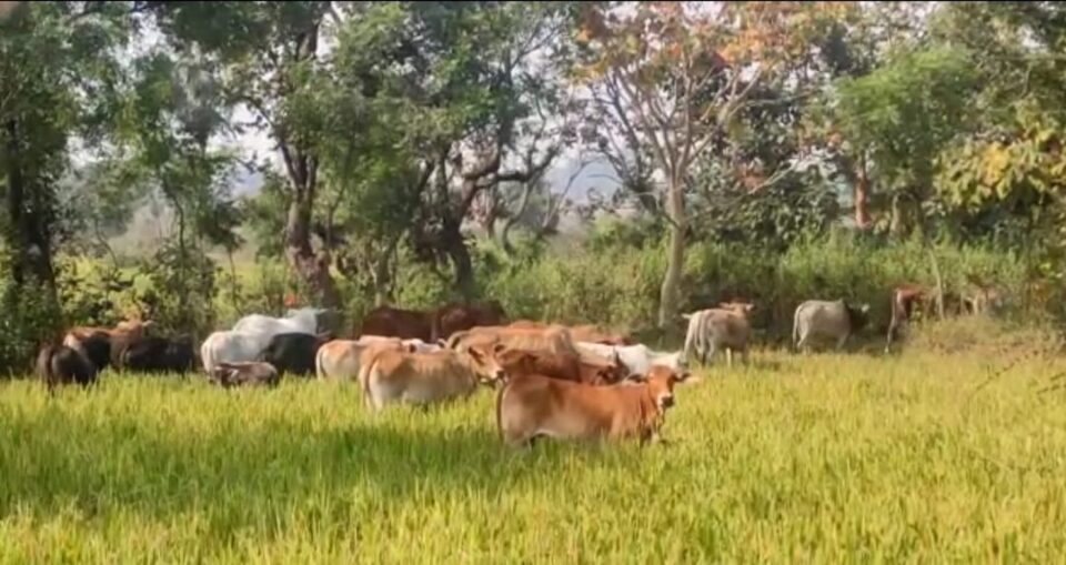 Saraikela News : धान की फसल लगे खेत में घुसे मवेशियों से उत्पन्न विवाद को जिप सदस्य शंभू मंडल ने सुलझाया…. | Vananchal 24TV Live