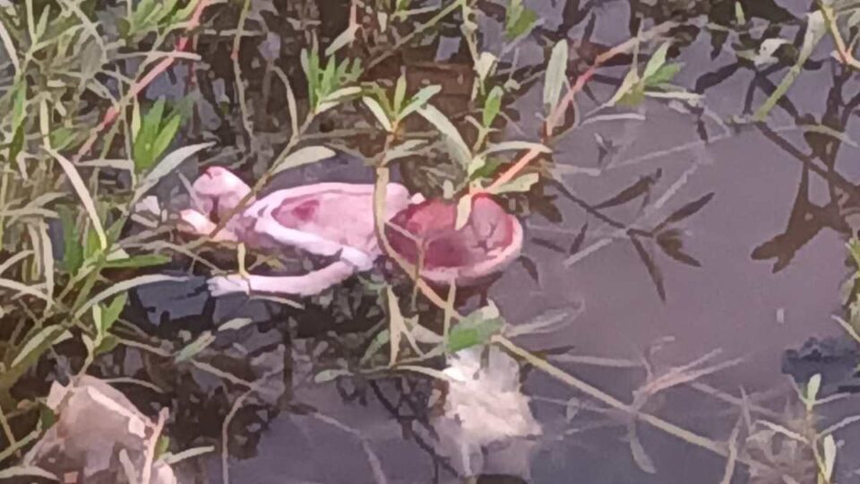 Rajarappa News : मुरुबंदा तालाब में मिला अज्ञात शिशु का शव उमड़ी ग्रामीणों की भीड़….