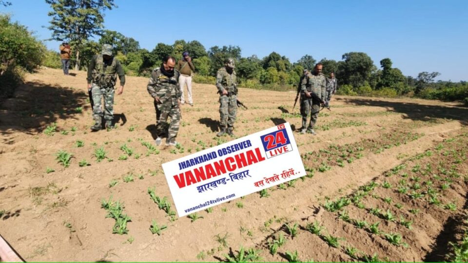 Ranchi : नामकुम में 50 डिसमिल एरिया में की जा रही अफीम की खेती को विनष्ट किया | Vananchal 24TV Live
