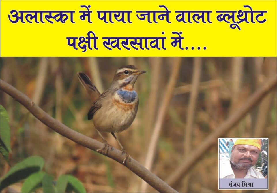Saraikela : ब्लूथ्रोट पक्षी पहली बार खरसावां क्षेत्र में देखा गया ब्लूथ्रोट पक्षी..