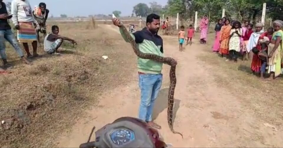 Saraikela : 8 फीट लंबे अजगर सांप को किया रेस्क्यू…
