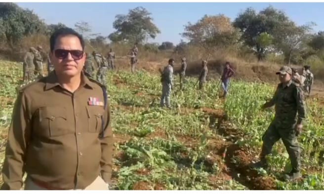 Saraikela :  सरायकेला जिले मे अफीम विनष्टीकरण अभियान से दहसत…