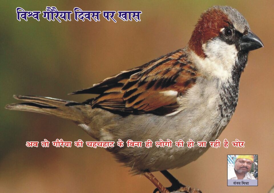 अब तो गौरैया की चहचहाट के बिना ही लोगों की हो जा रही है भोर… – Vananchal 24TV Live – वनांचल 24TV लाइव