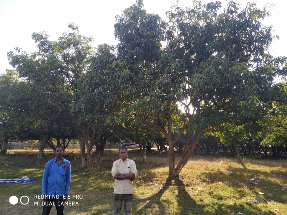 Saraikela : साहब! पेड़ो में फलन के अनुसार निलामी राशि तय किया जाए…