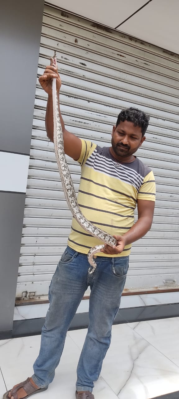 सरायकेला :क्षेत्र में बढ़े सर्पदंश के मामले; जून महीने में 27 सर्पदंश के शिकार इलाज के लिए पहुंचे सदर अस्पताल… – Vananchal 24TV Live – वनांचल 24TV लाइव