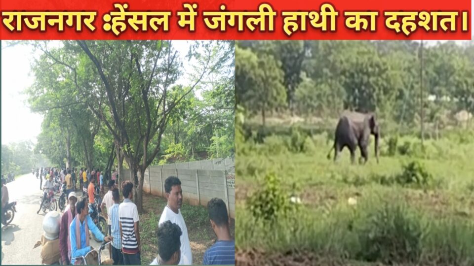 RAJNAGAR : आज सुबह फिर एक जंगली हाथी ने राजनगर के हेंसल में दशतक दी।लोगों में दहशत फिर भी सामने से फ़ोटो और वीडियो करने से बाज नही आ रहे लोग।