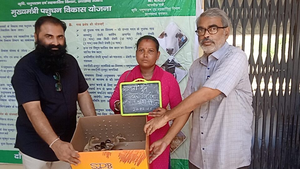 सरायकेला:गम्हरिया प्रखंड परिसर में ग्राम सभा द्वारा चयनित लाभुकों के बीच मुख्यमंत्री पशुधन विकास योजना के तहत बांटे गए बत्तख के चूजे…