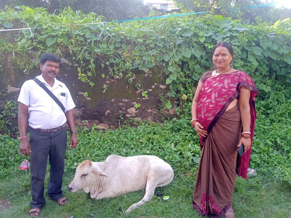 भाजपा महिला मोर्चा नगर अध्यक्षा ने सहृदयता दिखाते हुए बीमार गौ माता की सेवा की…