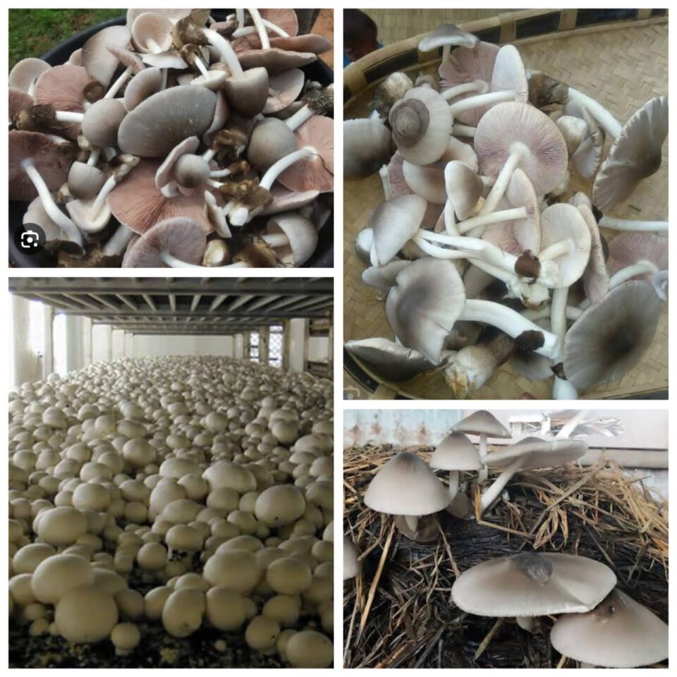 सरायकेला:10 दिवसीय मशरूम की खेती का प्रशिक्षण 5 से…