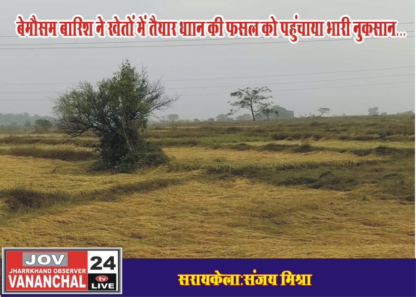 सरायकेला:बेमौसम बारिश ने खेतों में तैयार धान की फसल को पहुंचाया भारी नुकसान… – Vananchal 24TV Live – वनांचल 24TV लाइव